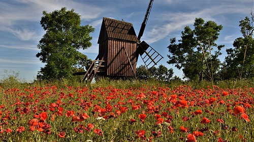 Smedby South of Öland 
<p>In the summer you may se a lot of fields with poppies around &Ouml;land. This picture is taken on a small field next to the great Alvar right next to the village of Smedby in the worldheritage of south &Ouml;land. The windmill is something very common on &Ouml;land and has been some kind of a symbol for the island.&nbsp;&nbsp;</p>
Culture
Emelie Petersson