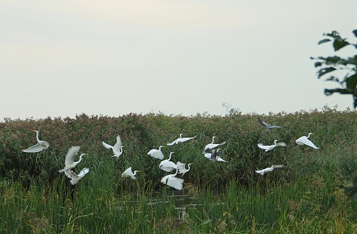 Preila
White heron birds in colony. Ready to fly. Curonian lagoon.
Heritage
Agne Koženevskyte