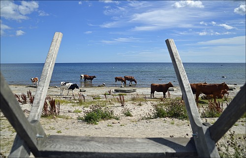 Sandbyborg Öland
Cows cooling off in a sommers day.
Heritage
Sören Carlsson